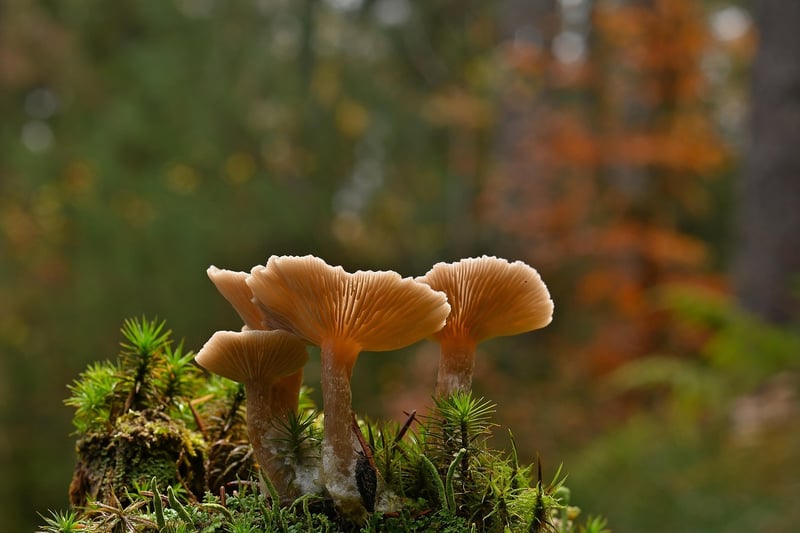Psychedelics